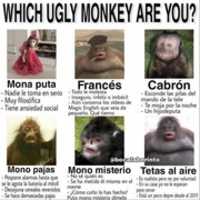 Memes• - Esse Macaco esta bonito ou feio Deixem vossos cometarios